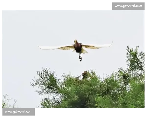 森林中的生物竞技场：谁能在自然界的挑战中脱颖而出